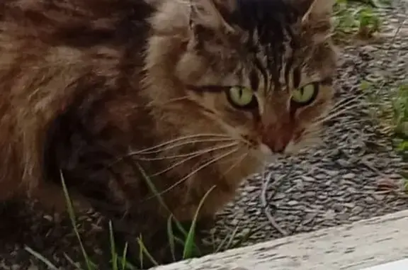 Chatte tigrée trouvée à Saint-Barthélemy - photo