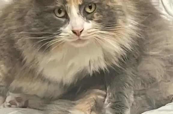Lost Calico Cat: Camou on Snug Harbor