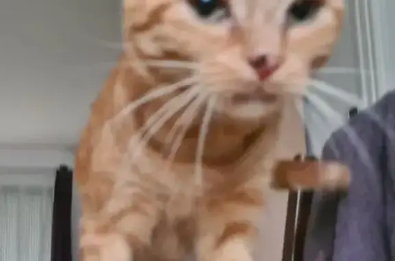 Chat perdu, Isigny-sur-Mer, photo: Chatte Rousse Perdue Rue Jean Moulin