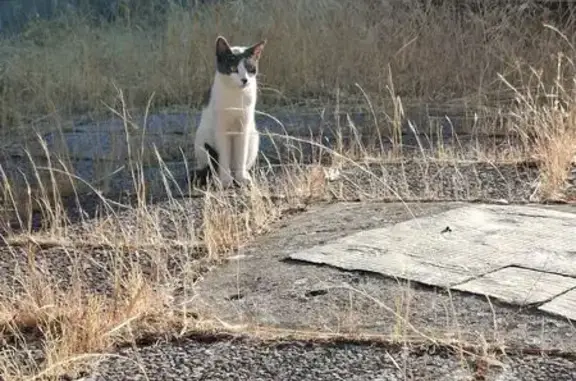 Chat blanc taches noires trouvé à Marseille - photo