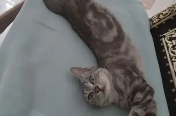 Jeune chatte grise trouvée à Beauvais - photo