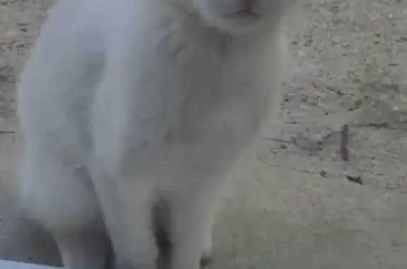 Chaton perdu cherche sa famille à Saint-Maixent - photo