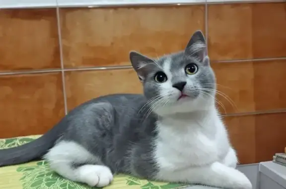 Пухнастий Котик Шукає Люблячу Сім'ю! - photo
