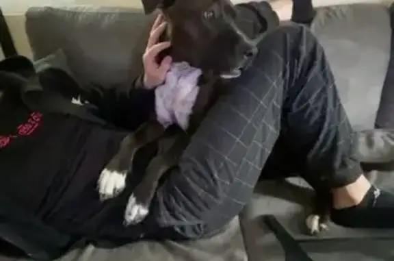 Chien perdu , photo : Chien perdu : Staffordshire Bull Terrier noire