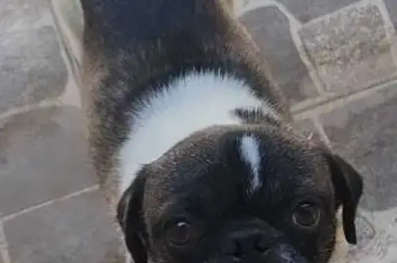 Perro encontrado Tijuana, foto: ¡Pug Exótico Encontrado en Tijuana!