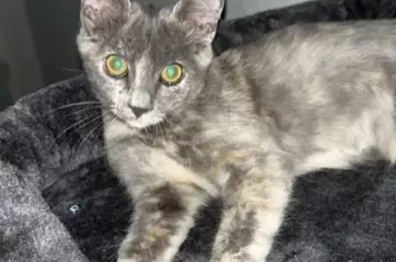 Chatte perdue, 2 ans, tachetée, St-Gély-du-Fesc - photo