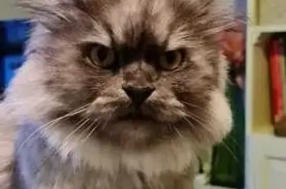 Búsqueda de mascotas, foto: Gato Persa Gris y Blanco Perdido en Torrejón