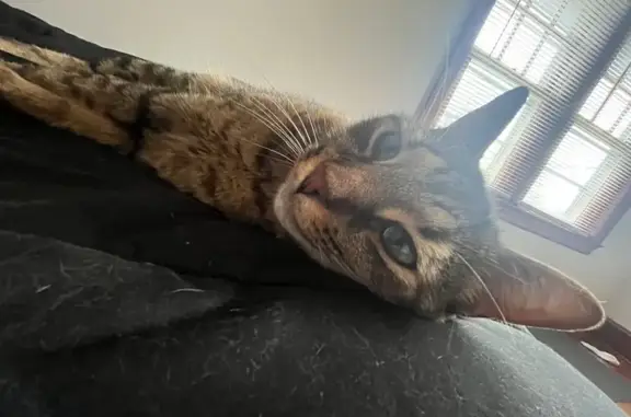Friendly Lost Tabby Cat in Chalfont