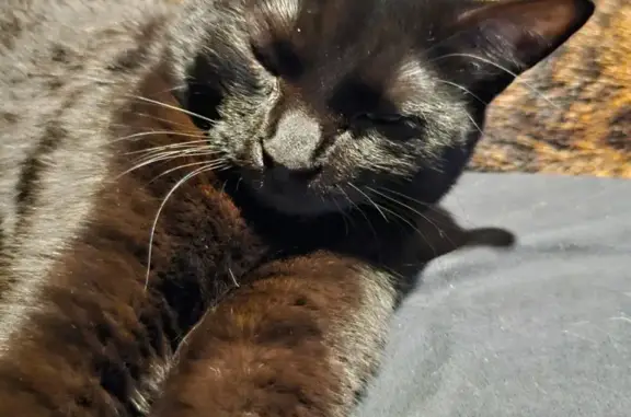 Lost and found pets Oshkosh, photo: Lost Black Cat: ESA, Stub Tail, Chipped