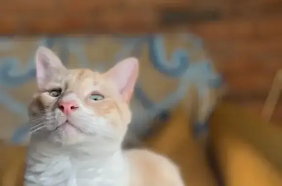 Missing cat , photo: Lost Cat: White & Beige with Unique Eyes