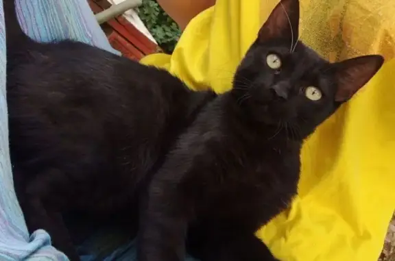 Buscamos a Gato Negro de 4 Años Perdido
