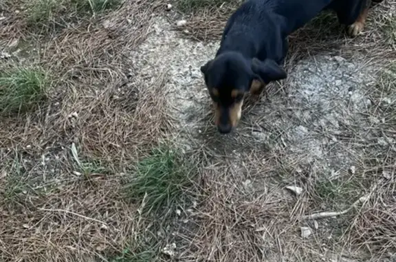 Chienne brachet trouvée à Claret - photo