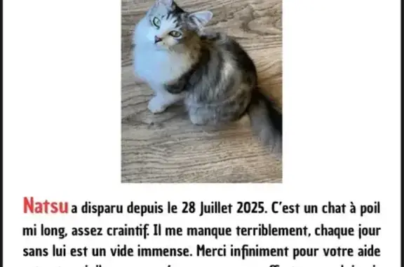 Chat perdu, Béziers, photo: Chat perdu à Béziers, récompense 200€
