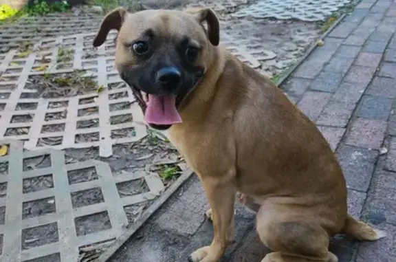 Lost Fawn Dog: Friendly, Chipped, Tampa