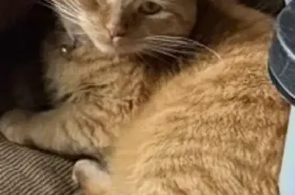 Lost and found pets Minnetonka, photo: Lost Orange Tabby: Jemie, Minnetonka