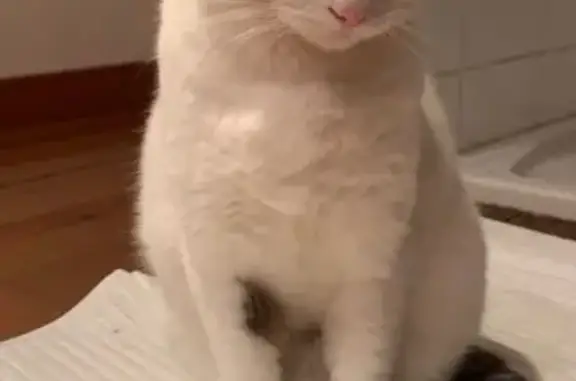 Chat perdu : blanc, taches noires, Lafitole - photo