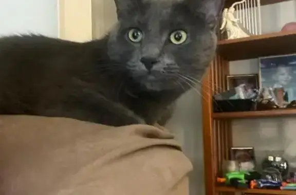 Lost Grey Cat: Magnolia St, Attleboro