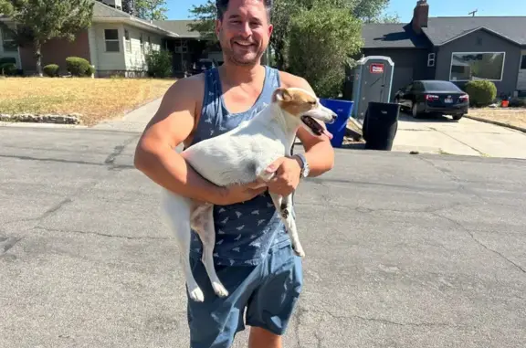 Found dog Millcreek, photo: Friendly Found Dog: White & Multi-Colored