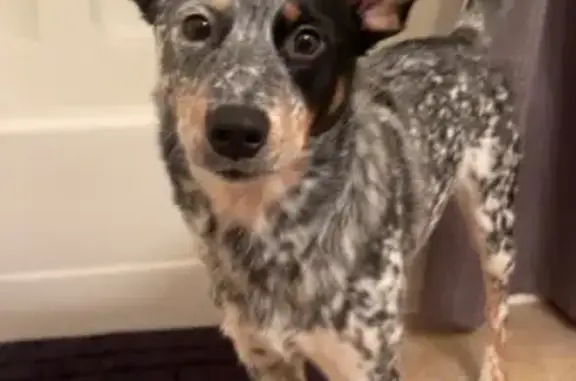 Lost Blue Heeler: Shy Dalmatian Mix