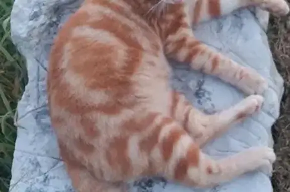 Missing cat Maynard, photo: Lost Cat: Orange Swirls & Freckles