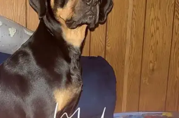 Missing Sweet Pup: Tan Eyebrows, Call Us!