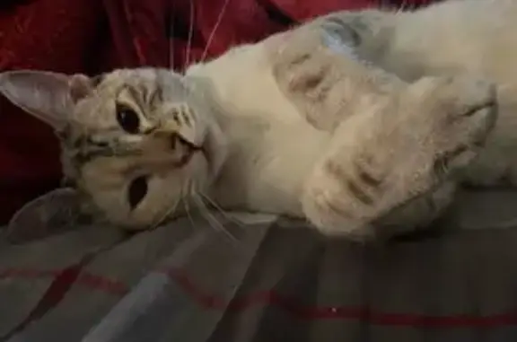 Lost Tri-Colored Cat: Cross-Eyed Kitty