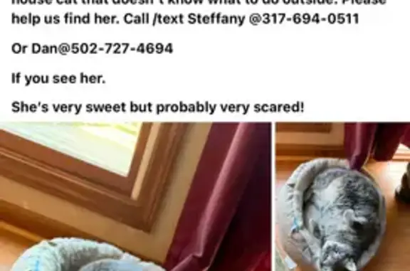 Lost Cat: Elderly Gray & White in Crestwood