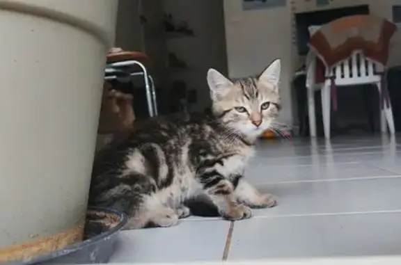 Chat perdu, Espalion, photo: Chaton perdu : Lilim, 2 mois, Espalion