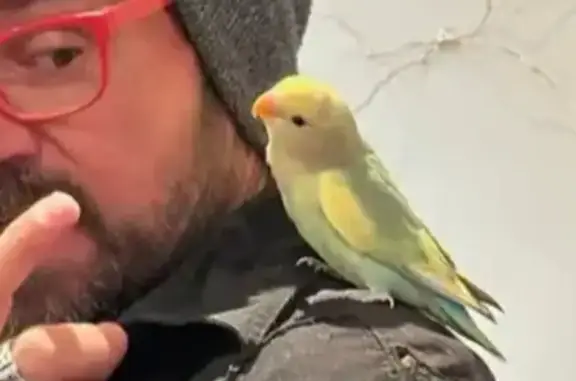 Lost Friendly Bird with Leg Ring in Sydney