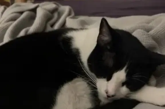 Lost Cat: Friendly, Marked Nose, Anthem