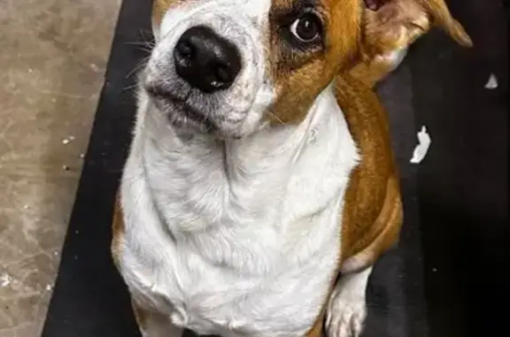 Lost Skittish Dog Loves Ball - Medford