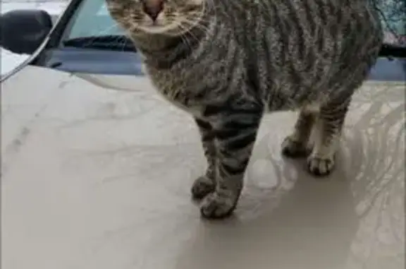 Missing cat , photo: Lost Brown Tabby: Prairie & Heartland, ID