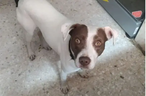 Animales encontrados , foto: Perro Encontrado: Cruce Periférico y Garay