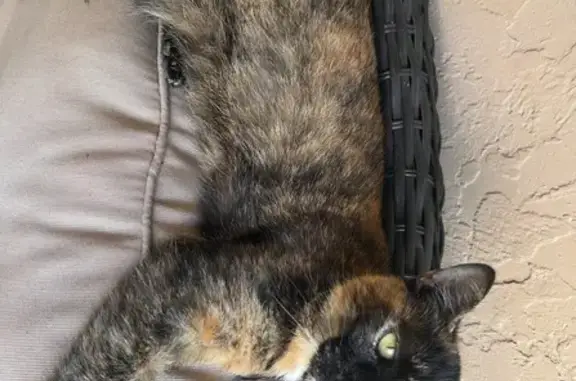 Lost pets Tampa, photo: Lost Tortoiseshell Cat, No Tail, Tampa