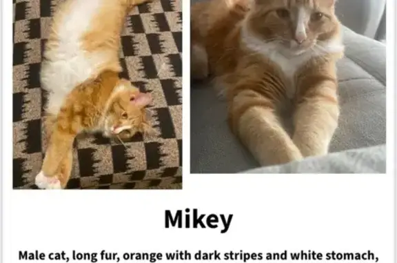 Lost: Friendly Orange Cat in Jerseyville
