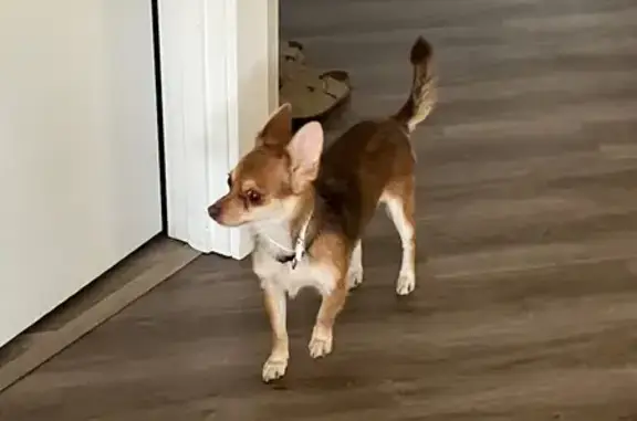 Found pets , photo: Found: Friendly Chihuahua Mix on 162nd St