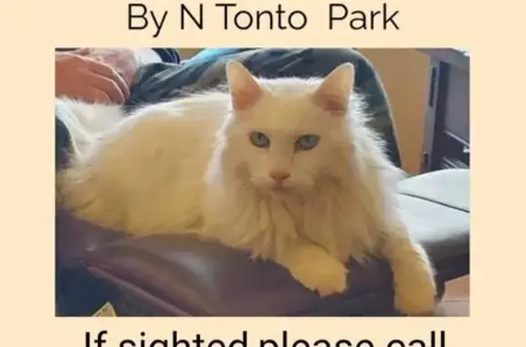 Lost and found pets Prescott Valley, photo: Lost White Cat: Skittish & Indoor Only