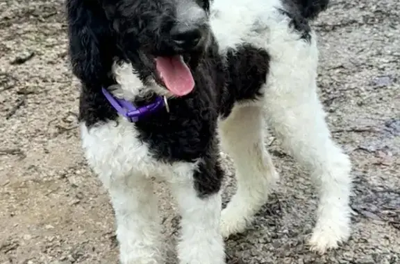 Lost Poodle: Black & White, Purple Collar