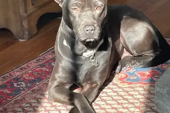 Lost Black Lab Mix on Madison Ave