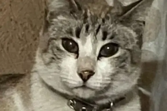 Gata Perdida en Iztapalapa: Gris y Blanca