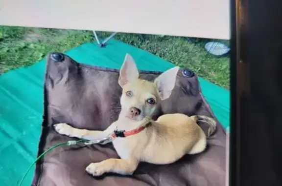 Lost Dog: Light Brown, Black Collar, Birch Run