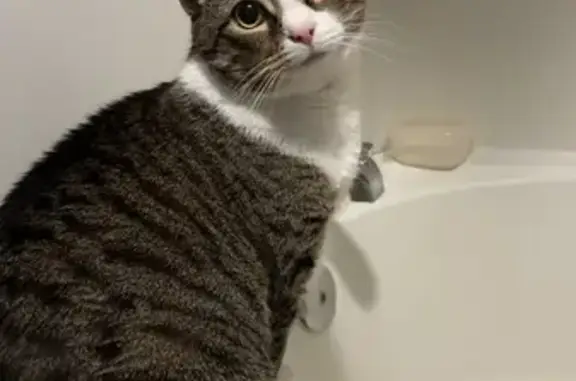 Lost Cat Luna: Gray, Brown & White in Elkton