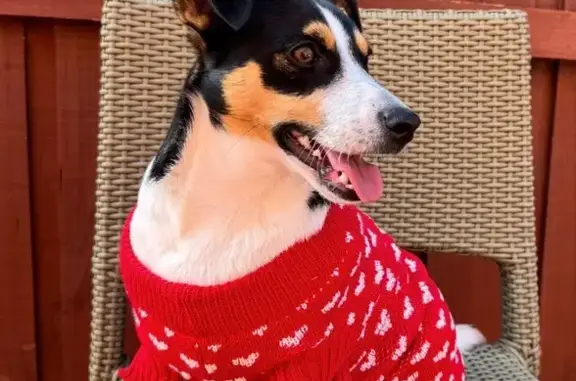 Missing dog , photo: Lost Jack Russell: Friendly Zara in Whittlesea