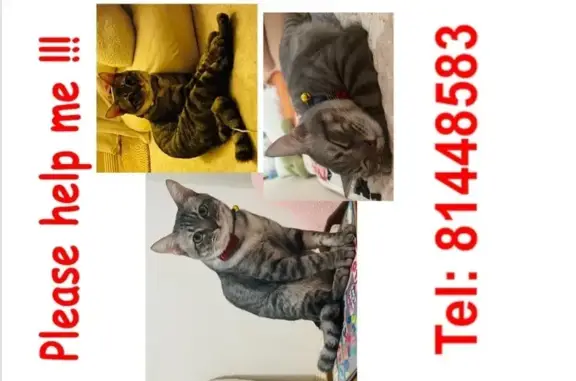 Lost and found pets Singapore, photo: Lost Grey Cat with Bent Tail in Jurong