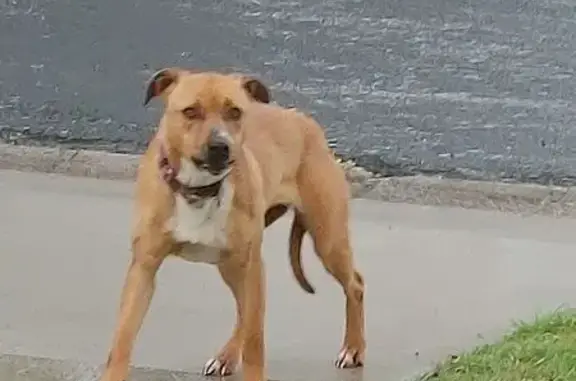 Found Dog: Cressbrook Court, Toowoomba
