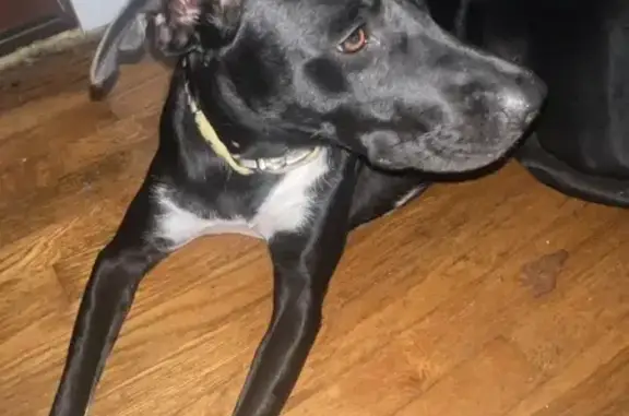 Found dog , photo: Found: Sweet Young Dog in San Pedro, TX