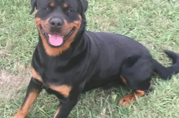 Lost Dog: Black & Tan on Brandy Creek Rd