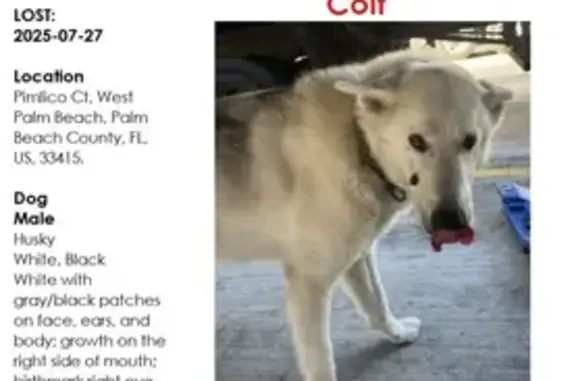 Lost Dog Colt: White & Black, Distinct Marks