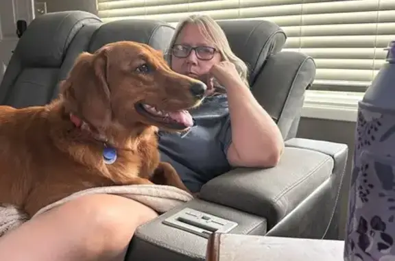 Lost Red Golden Retriever in CA