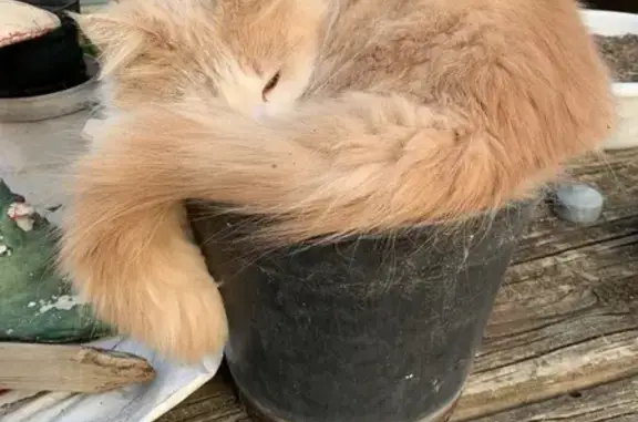 Missing cat Benalla, photo: Lost Rusty Cat - Dunn St, Benalla
